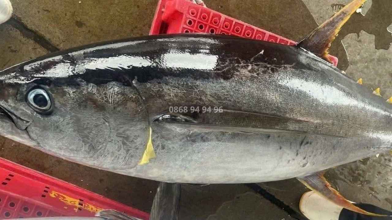 ca ngu dai duong size 30kg